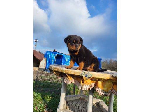 Erkek rotweiller yavrumuz