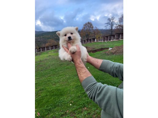 Erkek samoyed yavrumuz 