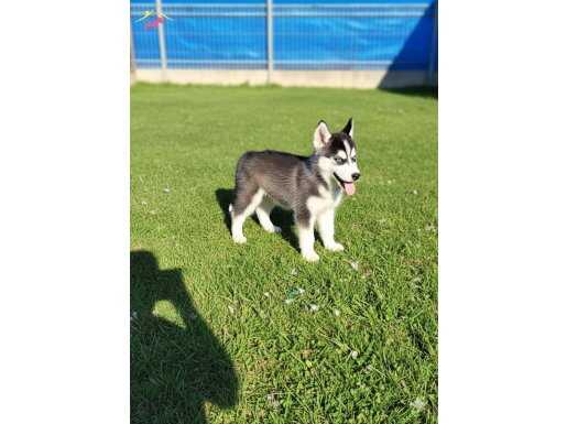 Dişi sibirya kurdu husky yavrumuz 