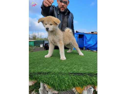 Erkek Japon akita inu yavrumuz 