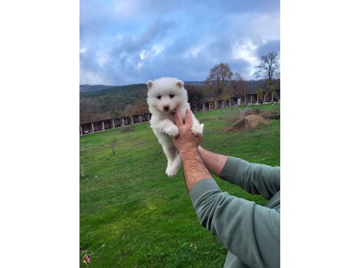 Dişi erkek samoyed yavrularımız 