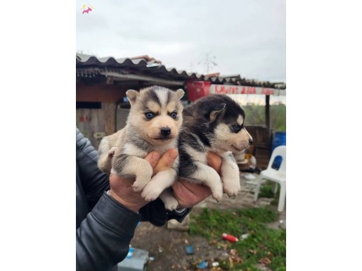 Dişi erkek husky yavrularımız 