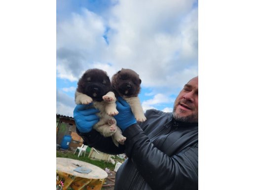 Erkek amerikan akita yavrularımız 