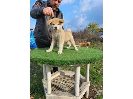 3 aylık full aşılı sağlık ve ırk garantili akita inü yavrumu