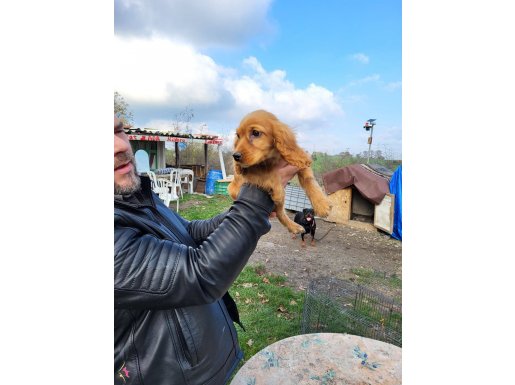 Dişi 3 aylık full aşılı cocker yavrumuz 
