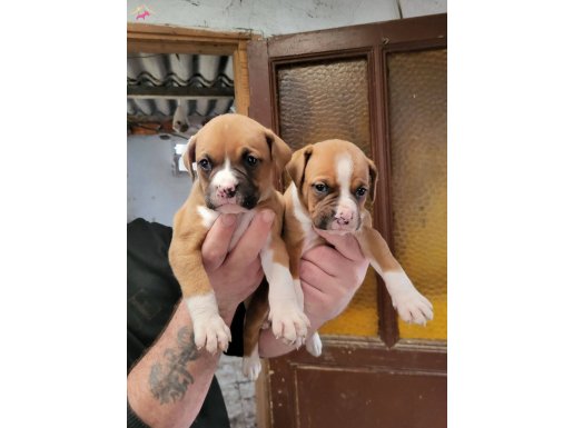 Dişi boxer yavrularımız 