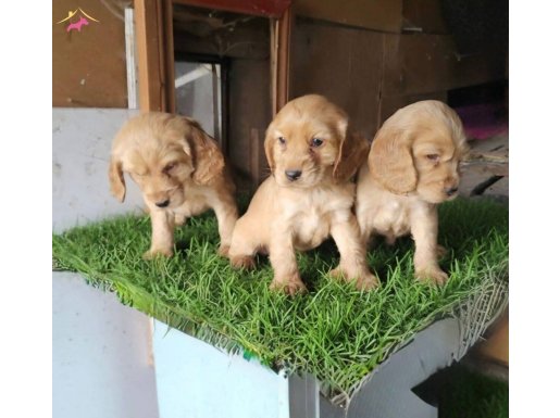 Dişi erkek Cocker yavrularımız 