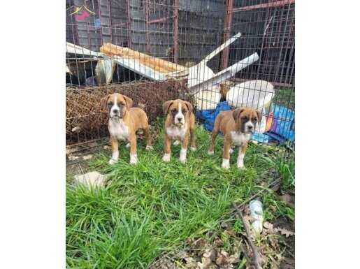 Üat düzey dişi boxer yavrularımız 