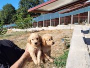 Dişi erkek golden retriver yavrularımız 