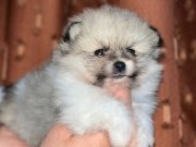Dişi Pomerian boo yavrumuz