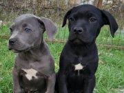 Dişi blue ve siyah canecorso yavrularimiz 