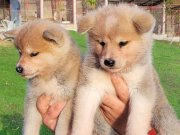 Dişi erkek Japon akita inu yavrularımız 