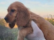 Dişi cocker yavrumuz 