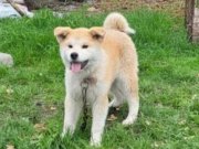 Full aşılı 3 aylık erkek Akita inu yavrumuz 