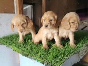 Dişi erkek Cocker yavrularımız 