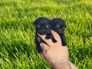 Dişi erkek pugmops yavrularımız 