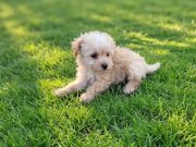 Dişi erkek maltipoo yavrularımız 