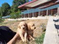 Dişi erkek golden retriver yavrularımız 