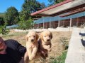 Dişi erkek golden retriver yavrularımız 