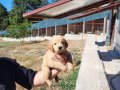 Dişi erkek golden retriver yavrularımız 