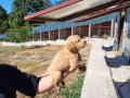 Dişi erkek golden retriver yavrularımız 