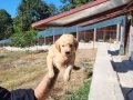 Dişi erkek golden retriver yavrularımız 