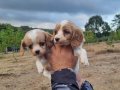 Dişi erkek cavalier King charles yavrularimiz