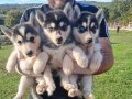 Dişi erkek  husky yavrularımız 