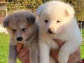 Dişi erkek Japon akita inu yavrularımız 
