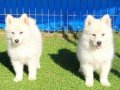 Dişi erkek samoyed yavrularımız 