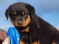 Erkek koca kafa rotweiller yavrumuz 