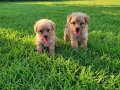 Dişi erkek toy poodle yavrularımız 