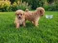 Dişi erkek toy poodle yavrularımız 