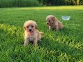 Dişi erkek toy poodle yavrularımız 
