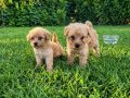 Dişi erkek toy poodle yavrularımız 