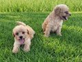 Dişi erkek toy poodle yavrularımız 