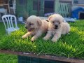 Dişi erkek maltipoo yavrularımız 