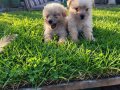 Dişi erkek maltipoo yavrularımız 