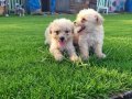 Dişi erkek maltipoo yavrularımız 