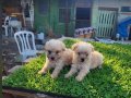 Dişi erkek maltipoo yavrularımız 