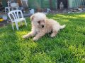 Dişi erkek maltipoo yavrularımız 