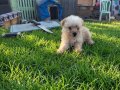 Dişi erkek maltipoo yavrularımız 