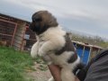 Dişi erkek amerikan akita yavrularımız 