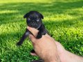 Dişi erkek pugmops yavrularımız 