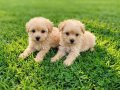 Dişi erkek maltipoo yavrularımız 