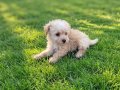 Dişi erkek maltipoo yavrularımız 