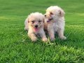 Dişi erkek maltipoo yavrularımız 