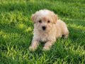 Dişi erkek maltipoo yavrularımız 