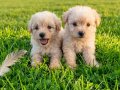 Dişi erkek maltipoo yavrularımız 