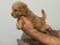 Son dişi poodle yavrumuz